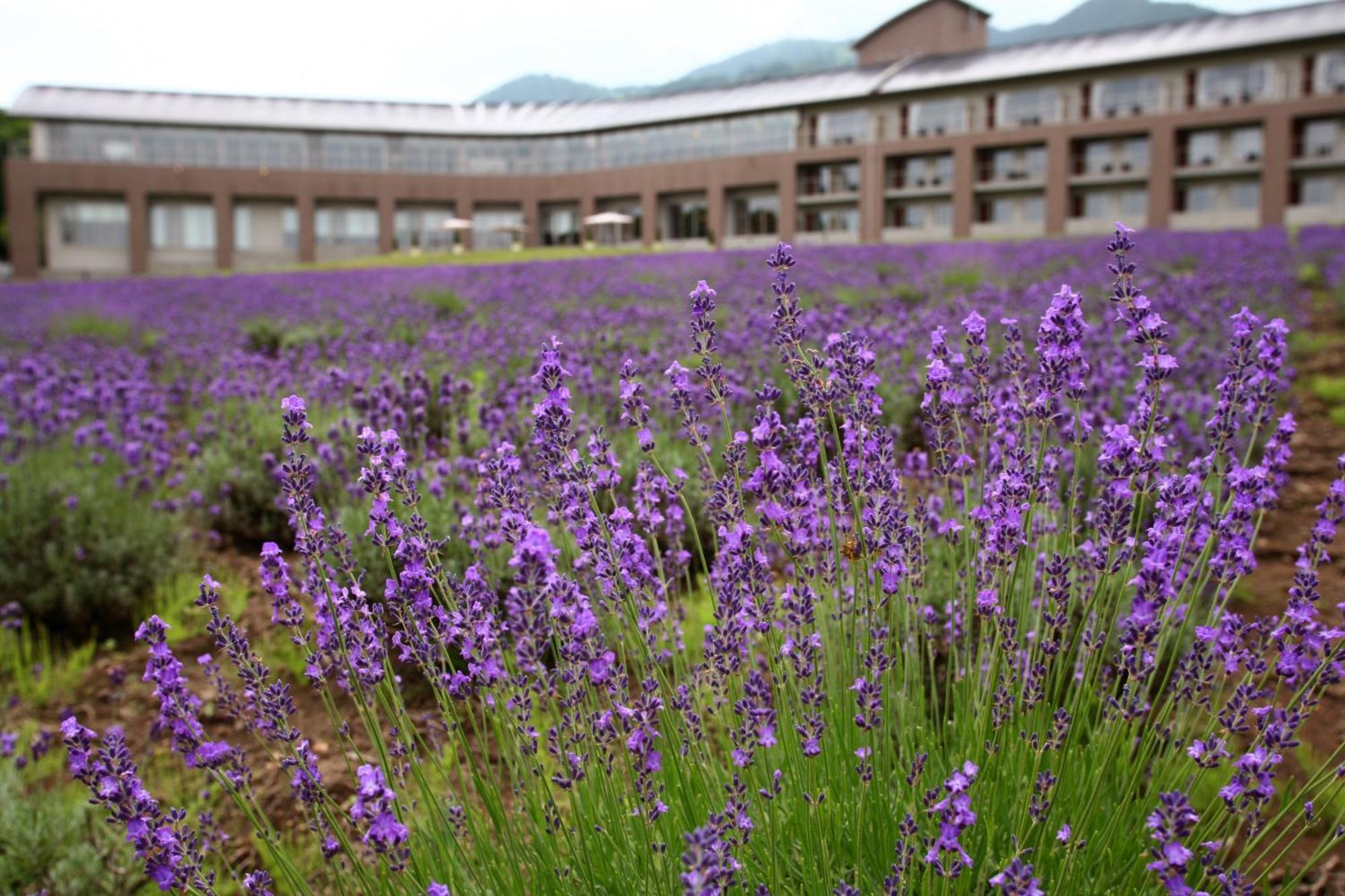 Furano Hotel Εξωτερικό φωτογραφία